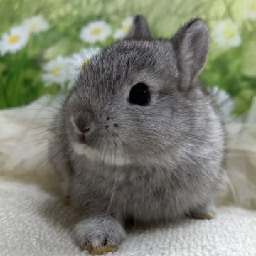 animal_image