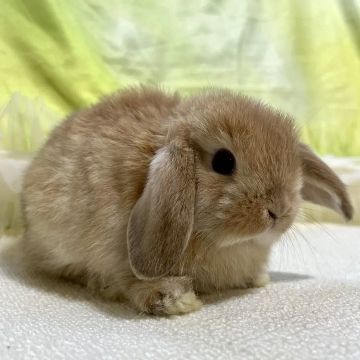 animal_image