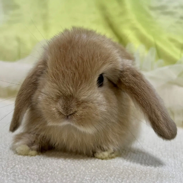 animal_image