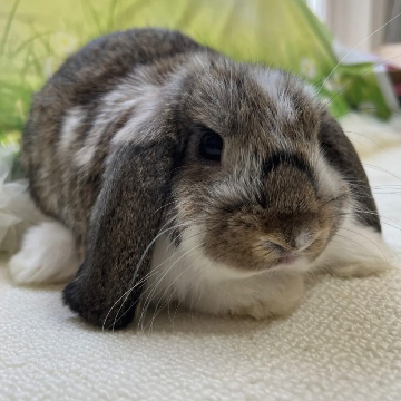 animal_image