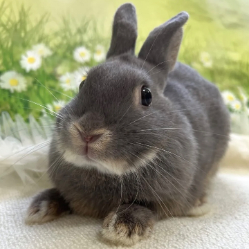 animal_image