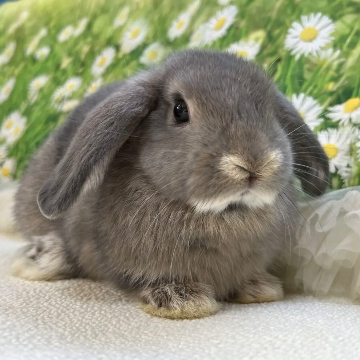 animal_image