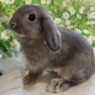animal_image