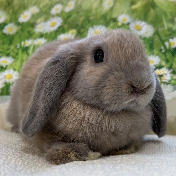 animal_image