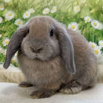 animal_image