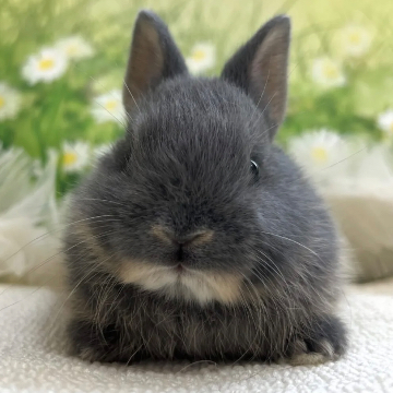 animal_image
