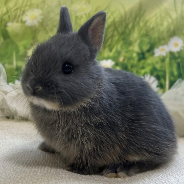 animal_image