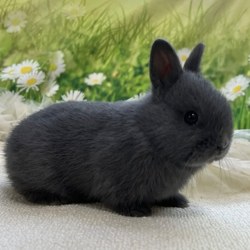 animal_image