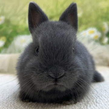 animal_image