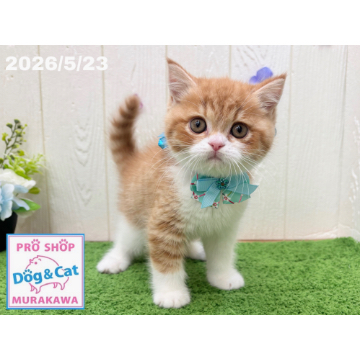 animal_image