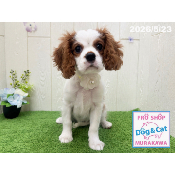 animal_image