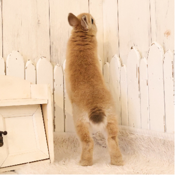 animal_image