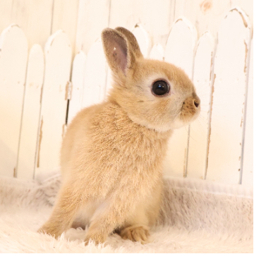 animal_image