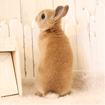 animal_image