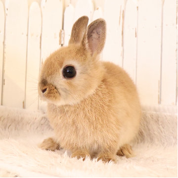 animal_image