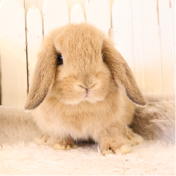 animal_image