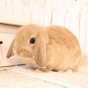 animal_image
