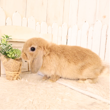 animal_image