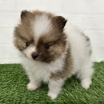animal_image