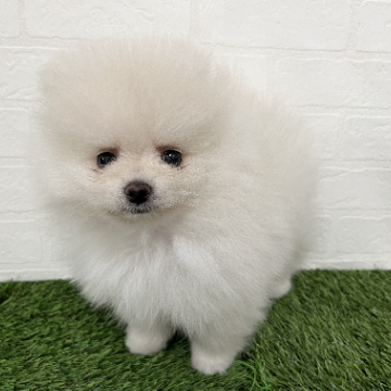 animal_image