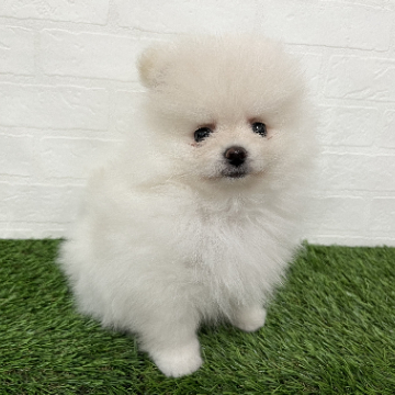 animal_image