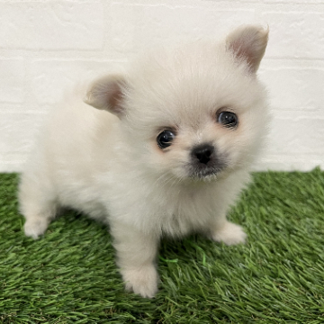 animal_image