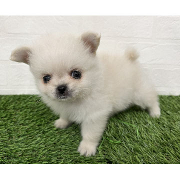 animal_image