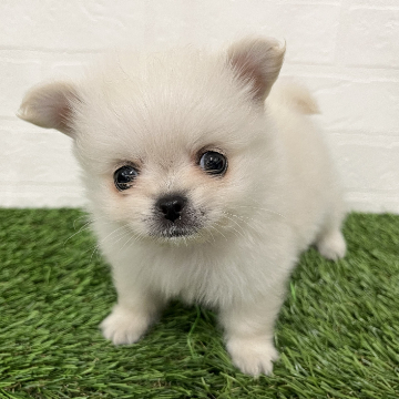 animal_image