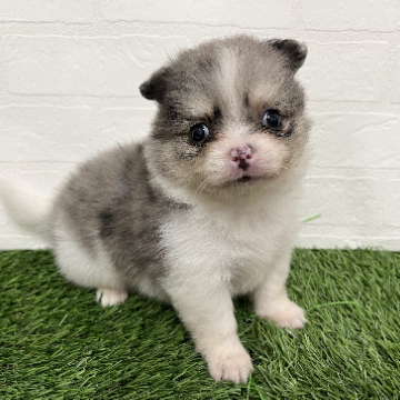 animal_image