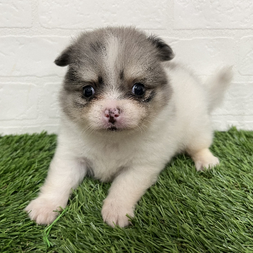 animal_image