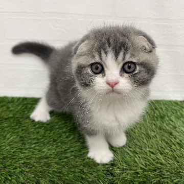 animal_image