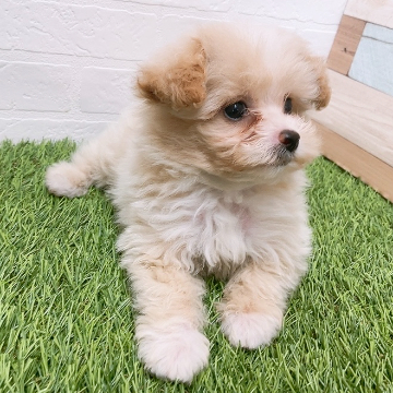 animal_image