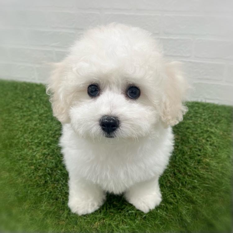 animal_image