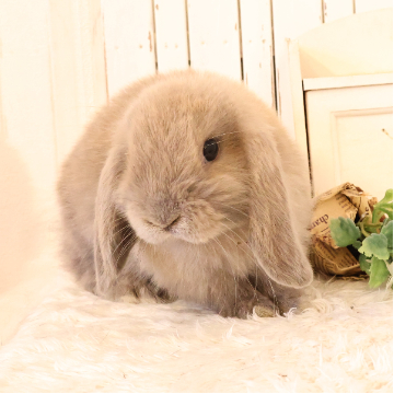 animal_image