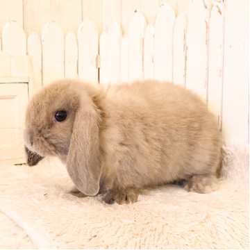 animal_image