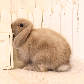 animal_image