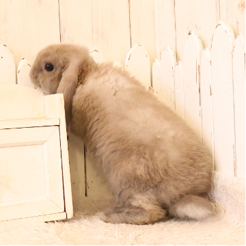 animal_image