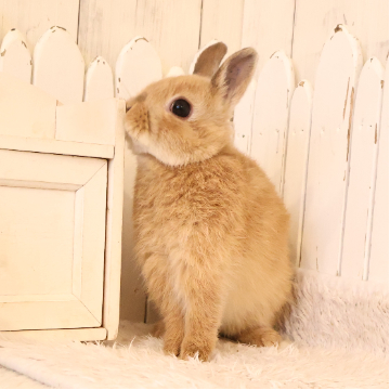 animal_image