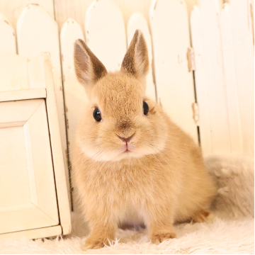 animal_image