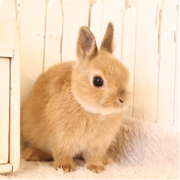 animal_image