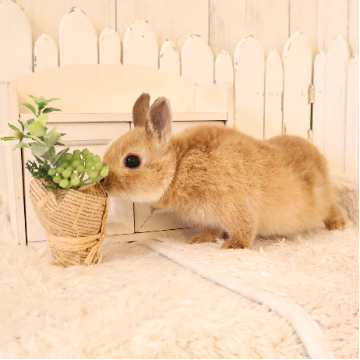 animal_image