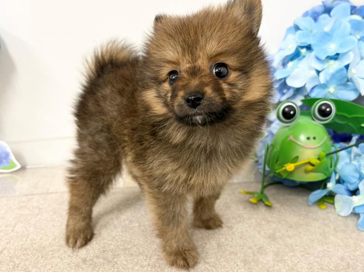 animal_image