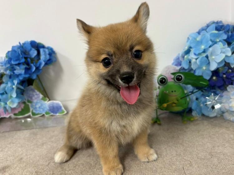 animal_image