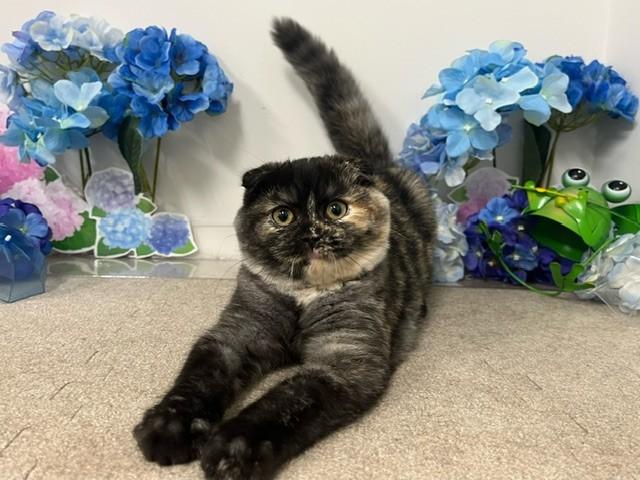 animal_image