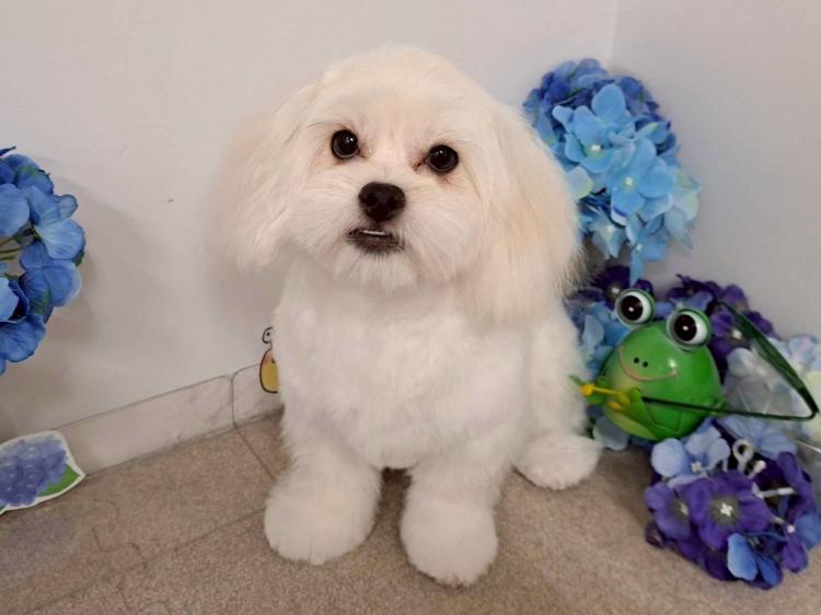animal_image