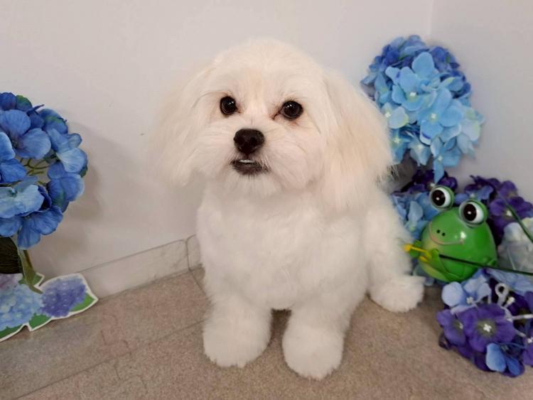 animal_image