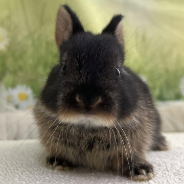 animal_image