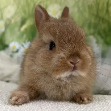 animal_image