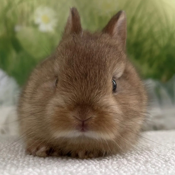animal_image