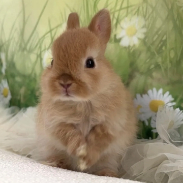 animal_image